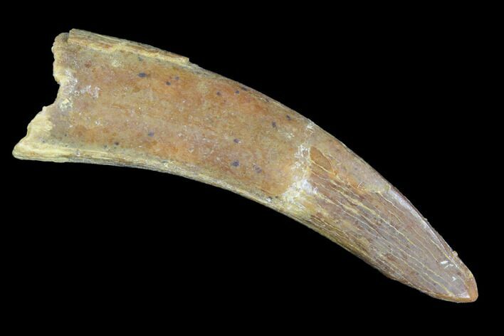 Pterosaur (Siroccopteryx) Tooth - Morocco #93179
